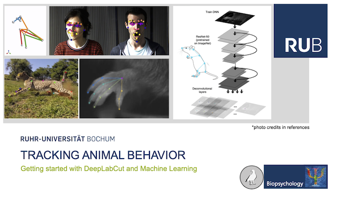 S118924 Tracking Animal Behavior – Block Seminar | Guillermo Hidalgo Gadea